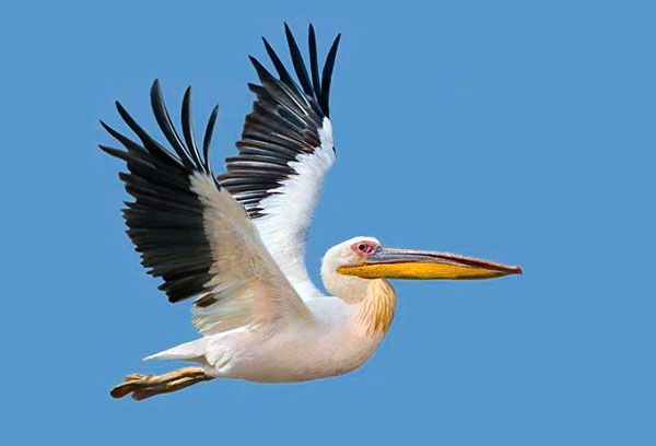 Пеликан птицы Озеро Маныч-Гудило