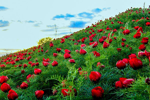 Долина диких пионов Ульяновская область пионы цветение