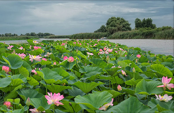 Delta of the Volga Astrakhan.  Lotus blossom.  Excursion to the lotus fields Astrakhan photo Tours to Astrakhan