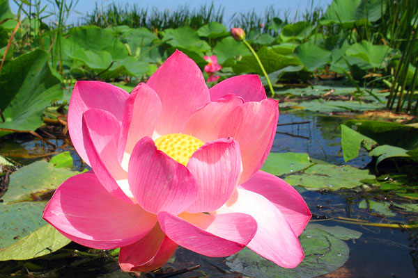 Delta of the Volga Astrakhan.  Lotus blossom.  Excursion to the lotus fields Astrakhan photo Tours to Astrakhan