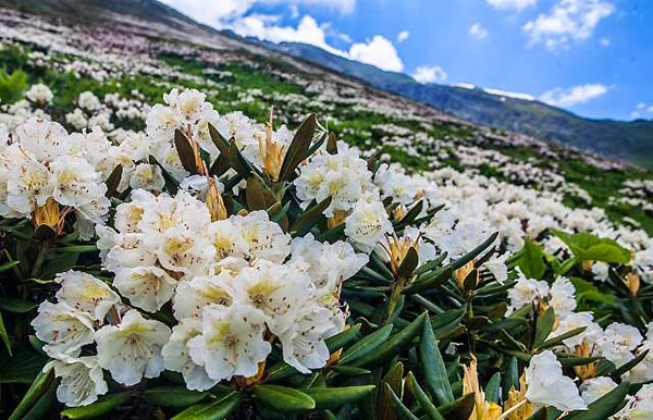 цветение Рододендрон Кавказский