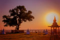 дерево года Одинокий тополь Пурдаш-багши Калмыкия фото